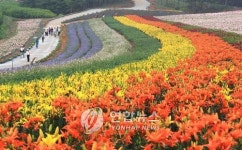 태안은 지금 백합꽃 천국