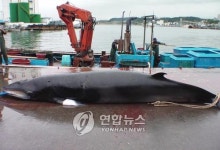 동해서 어민이 연이틀 밍크고래 횡재