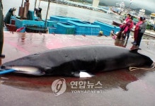 동해서 어민이 연이틀 밍크고래 횡재