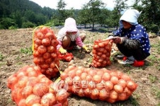 <카메라뉴스> 무주 무풍 고랭지 양파 제철
