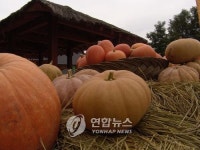 호박등불마을로 오세요