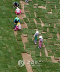 시청 앞 광장 잔디 복원