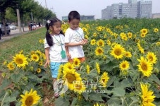  안산 도심 해바라기 활짝