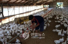 시름 깊어가는 양계농가