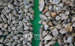 당뇨에 좋은 쓴메밀 개발<고령지농업硏>