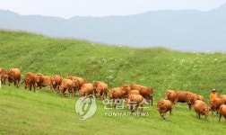 한우들 역시 신선한 풀이 최고야