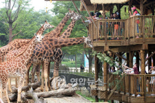 기린 먹이주기가 즐거워요