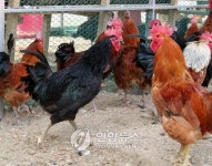 농진청 개발 쫄깃한 토종닭 우리맛닭