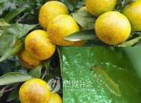 서귀포 감귤원 총채벌레 비상