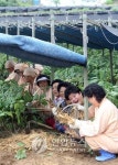<금산인삼축제 내달 29일부터 열흘간 열려>