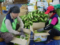 쫀득 쫀득한 홍천 찰옥수수 맛보세요