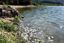 <구미 안곡저수지 물고기 집단 폐사..8t 수거>