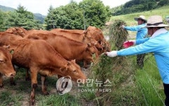 들풀을 먹이자..단양서 소꼴베기 행사
