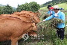 부활한 소에게  풀 먹이기