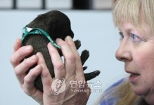 알앤엘바이오 복제견 5마리 출산