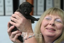 알앤엘바이오 복제견 5마리 출산