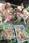 금산인삼축제 29일부터 10일간 열려