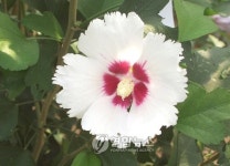 "무궁화 신품종에 '울산 지명' 붙였어요"