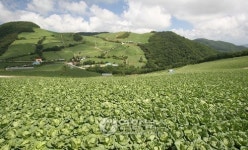 고랭지 마을의 가을 풍경