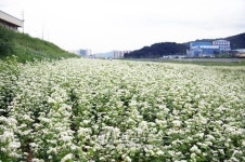 <카메라뉴스> 양산천변 메밀꽃 활짝