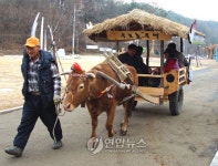 소달구지 타고 우포늪 한바퀴