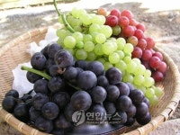 파주시 천현 삼색포도를 아시나요