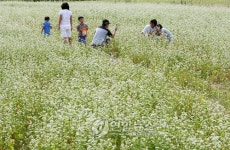봉평은 지금 메밀꽃 필 무렵