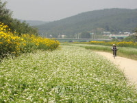 메밀꽃과 돼지감자꽃의 만남