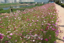 <카메라뉴스> `가을로 안내하는 코스모스 길