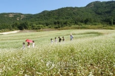 속리산 산골서 19~21일 메밀꽃축제