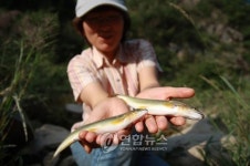 옥천 금천계곡서 잡힌 은어