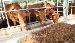 여물 먹고 크는 전통 강릉한우 인기