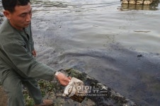 거제 가조도 어촌마을에 검은 기름띠