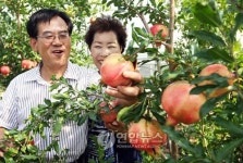 <카메라뉴스> 붉게 익어가는 웰빙과일 석류