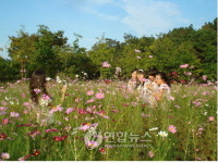 코스모스 동산