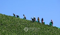 태백 배추고도를 아세요