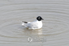 인천 연안도서 및 서해5도는 멸종위기 야생 동·식물의 낙원