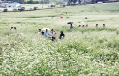 고창 학원농장 일대에 흐드러진 메밀꽃