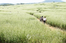고창 학원농장 일대에 흐드러진 메밀꽃