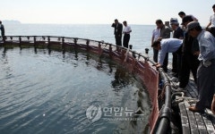 이곳이 참치 양식장