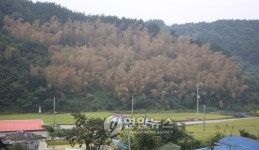  거제 칠천도에 핀 대나무꽃