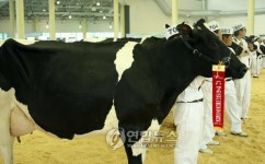 고양서 아름다운 젖소 선발대회