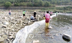 산청 경호강 불법어로 `물막이 성행