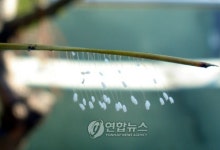 파주 적성면사무소에 우담바라(?)
