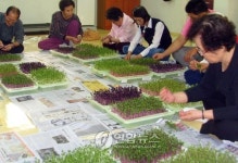 제주 경로당 새싹채소 재배 일석이조