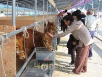 횡성한우축제 성황