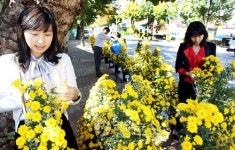 국화 예쁘게 피었네