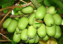 껍찔째 먹는 참다래 스키니그린