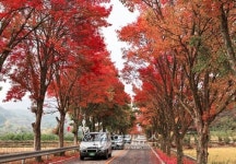 <카메라뉴스> 무주 설천면 단풍터널 장관