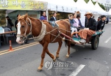 제주시 추억의 산지천 거리축제 마차 시승